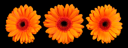 Orange gerbera flower on a black background, front view and side viewの写真素材