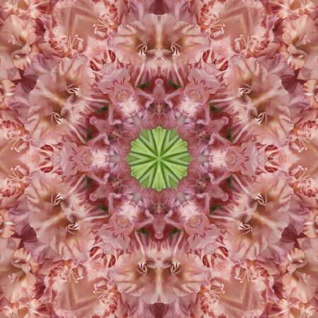 Beige flowers gladiolus in the form of a picture of a kaleidoscopeの写真素材