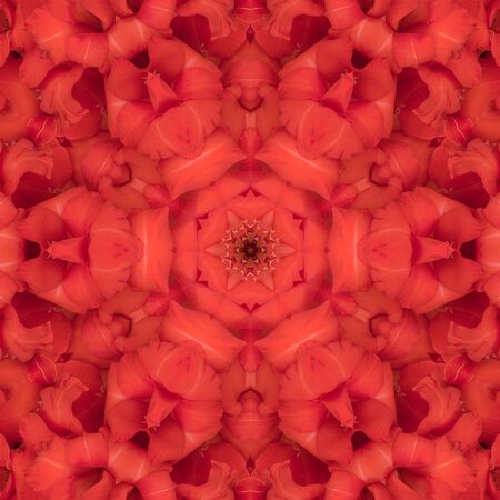 Red Flowers gladiolus in the form of a picture of a kaleidoscopeの写真素材