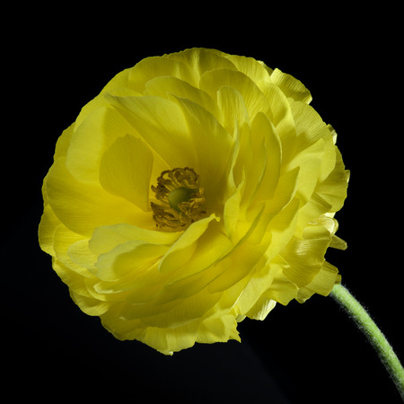 One yellow buttercup flower on a black backgroundの写真素材