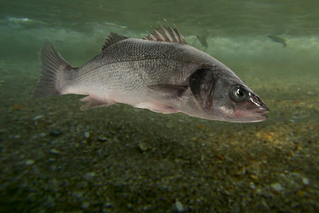 Live sea bass fish close to the seabed