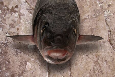 Sea bass fish head on stone slab