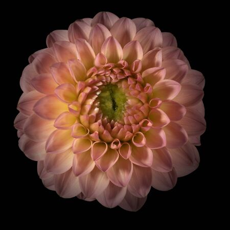 Pink dahlia flower on black background. Front viewの写真素材