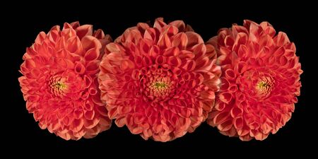 Three red dahlia flower on a black backgroundの写真素材