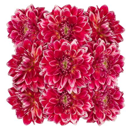 Decorative panel of several red flowers dahlias on a white backgroundの写真素材