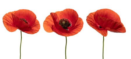Wild red poppies in a row. Isolated on white background. Front view. Full depth of field. With clipping path.の写真素材