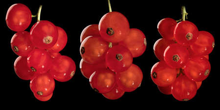 Three clusters of red currants on a black background. Full depth of field. With clipping path.
