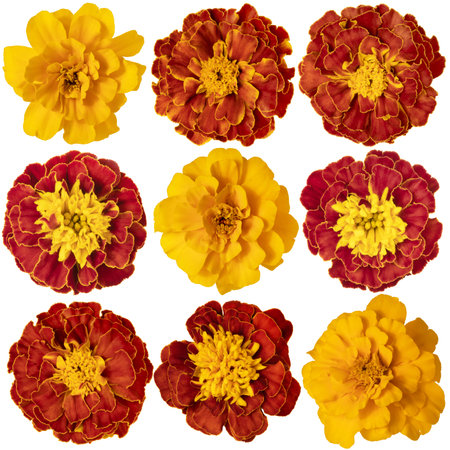 Set of different flowers of calendula close-up on a white background. Side view. Full depth of field. With clipping path.の写真素材