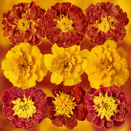 Background from various flowers of calendula close-up on a white background. Side view. Full depth...