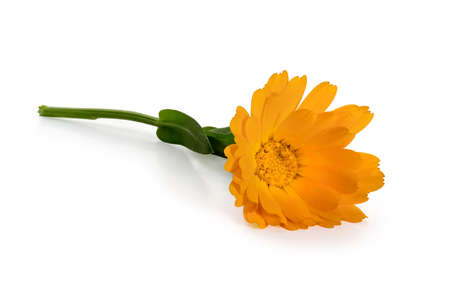 Calendula flower with stem and leaves on a white background. Full depth of field. With clipping path.の写真素材