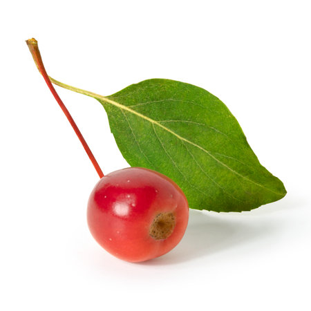 One berry of paradise apple with leaf on white background. Full depth of field.の写真素材