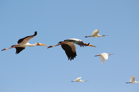 birds soaring in the skyの写真素材