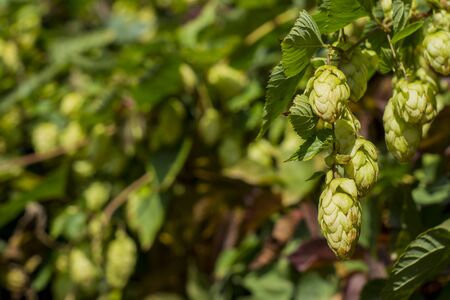Detail of green hop cones in the hop field. Hop cones before harvest. Hop close-up.
