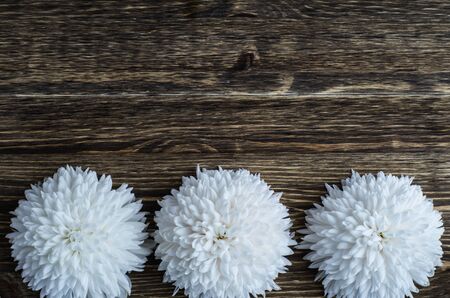White chrysanthemums on a wooden background. Floral backgroundの写真素材