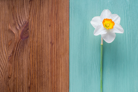 One white daffodil on a wooden background. Template of greeting card, invitation. The flower on a wooden background of two colors is brown and turquoise. Beautiful spring background.の写真素材