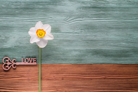 One white daffodil and wooden decor in the form of a key with a word love. Template of greeting card, invitation. The flower on a wooden background of two colors is brown and turquoise.の写真素材