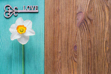 One white daffodil and wooden decor in the form of a key with a word love. Template of greeting card, invitation. The flower on a wooden background of two colors is brown and turquoise.の写真素材