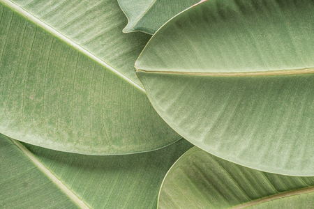 Green tropical background with palm ficus elastica leavesの写真素材