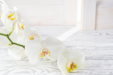 Beautiful white orchid (Phalaenopsis) flowers.の写真素材
