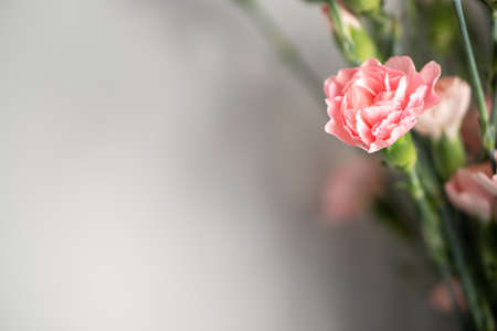 Delicate light pink carnation flowers on a light gray background with copy spaceの写真素材