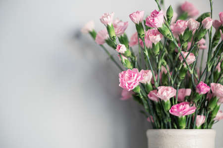 Delicate light pink carnation flowers in vase on a light gray background with copy spaceの写真素材