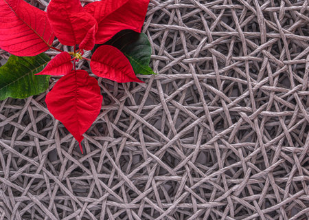 Christmas border with red poinsettia flowers in corner on wicker straw gray background, copy space for text. Xmas traditional flower, top view, flat layの写真素材