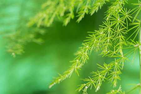 Asparagus plumosus leaves with blur background. Green leaf of feather fern plant, macro shot. (pinnate, setaceus, asparagus fern, Sprengeri)の写真素材
