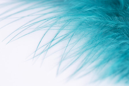 Green turquoise feathers in soft and blur style on white background, macro shot. Green turquoise and blue color trends feather frameの写真素材