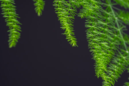 Asparagus plumosus leaves on black background. Green leaf of feather fern plant, macro shot. (pinnate, setaceus, asparagus fern, Sprengeri)の写真素材
