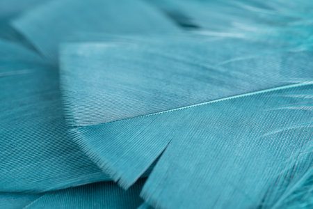 Green turquoise feathers in soft and blur style for background, macro shot. Green turquoise and blue color trends feather texture backgroundの写真素材