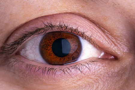 Closeup of human eye, macro mode. Macro shot of brown eye. Female eye without makeupの写真素材