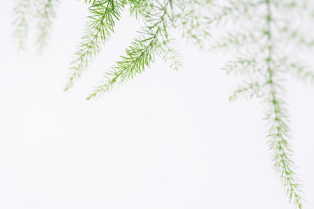 Asparagus plumosus leaves on white background. Green leaf of feather fern plant, macro shot. (pinnate, setaceus, asparagus fern, Sprengeri)の写真素材