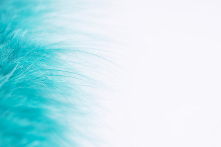 Green turquoise feathers in soft and blur style on white background, macro shot. Green turquoise and blue color trends feather frameの写真素材