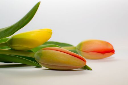 Beautiful orange tulips isolated on white background Shallow focus の写真素材