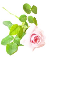 Beautiful pink rose with leaves isolated on white の写真素材