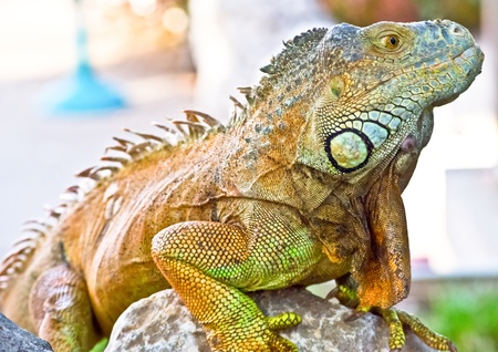 Iguana on the rock の写真素材