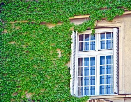 Evergreen foliage surrounding a windows on an ivy covered wall の写真素材