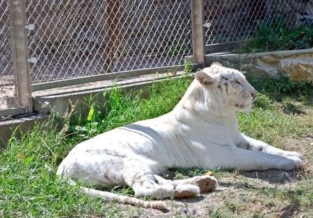 White Bengal tiger の写真素材