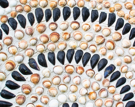 shell backgroundの写真素材