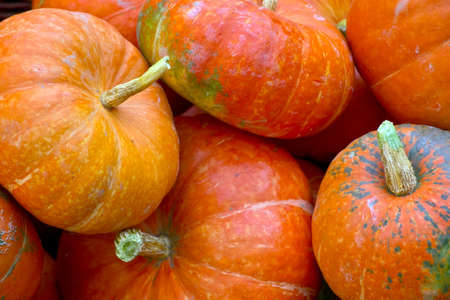 pumpkins の写真素材