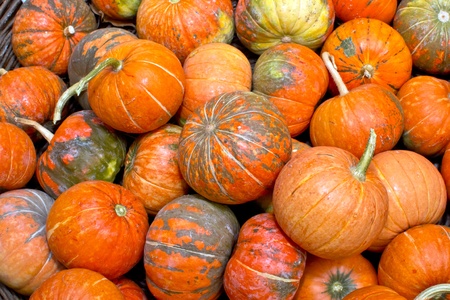 pumpkins の写真素材