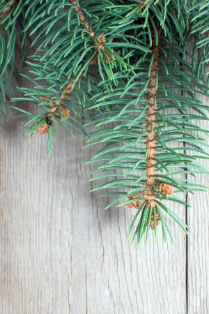 christmas fir tree on wooden background の写真素材