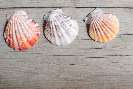 sea shell on wood , seashell on wooden backgroundの写真素材