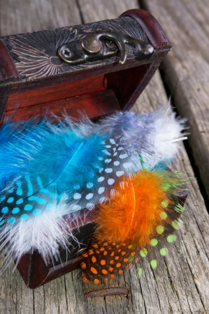 Colorful feathersの写真素材