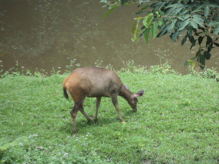 Wild animalsの写真素材