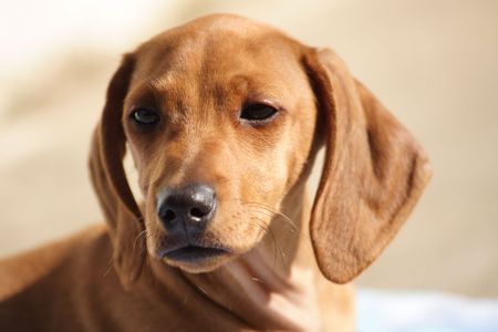Tala, my little dog, a beautiful brown basset