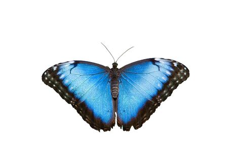 Blue butterfly on white groundの写真素材