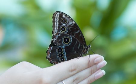 Beautiful butterfly on human handの写真素材