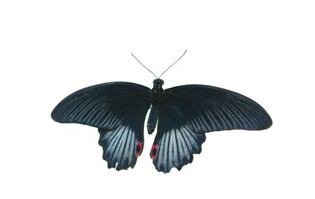 Black butterfly on white groundの写真素材