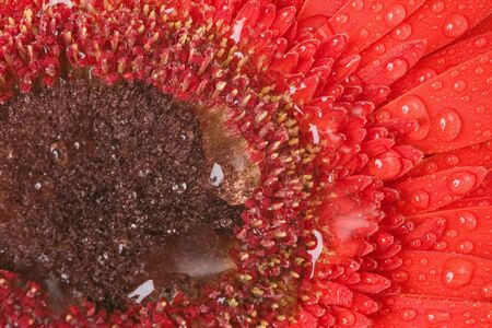 Red Gerbera with drops of waterの写真素材